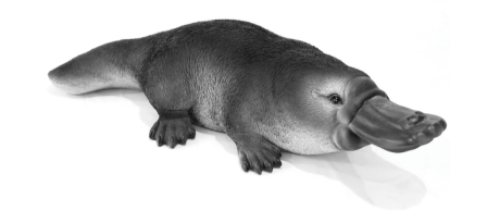 platypus